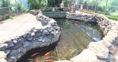 Fontana di Trevi de la Delfinariul din Constanța. Viața peștilor, în pericol din cauza superstițiilor - 34