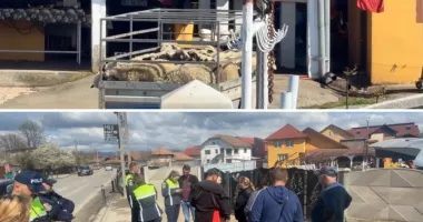 Stire din Eveniment : Miei sacrificați în mijlocul străzii. Poliția chemată să intervină