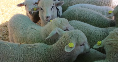 Stire din Economie : România ar putea relua exporturile de ovine în Turcia începând cu 15 noiembrie