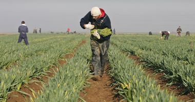 Parlamentul UE va analiza respectarea drepturilor muncitorilor sezonieri din România