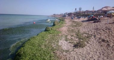 Mii de tone de alge, adunate de pe plaje, pe litoral