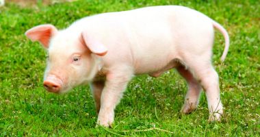 Stire din Economie : Limitarea numărului de porci la cinci, o măsură dură, dar necesară