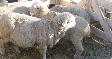 Ministrul Petre Daea în vizită la Merinosul de Palas - 4