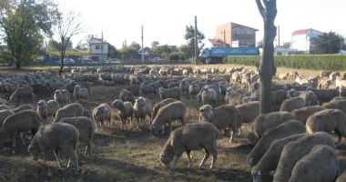 Ministrul Petre Daea în vizită la Merinosul de Palas - 5