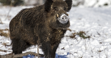 Silvicultorii au identificat un mistreț contaminat radioactiv