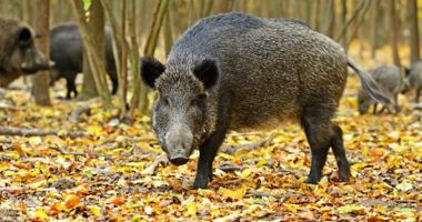 Stire din Economie : Mistreţi infectaţi cu pestă porcină în judeţul Constanţa