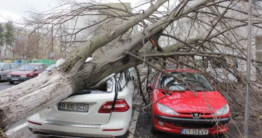 IMAGINI INEDITE LA CONSTANȚA. Vezi cum arată un Mercedes ML cu un copac înfipt în el! - 2