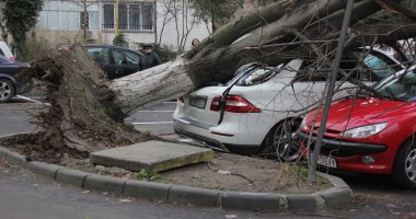 IMAGINI INEDITE LA CONSTANȚA. Vezi cum arată un Mercedes ML cu un copac înfipt în el! - 6