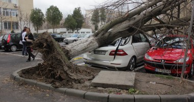 IMAGINI INEDITE LA CONSTANȚA. Vezi cum arată un Mercedes ML cu un copac înfipt în el! - 5