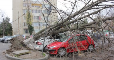 IMAGINI INEDITE LA CONSTANȚA. Vezi cum arată un Mercedes ML cu un copac înfipt în el! - 4