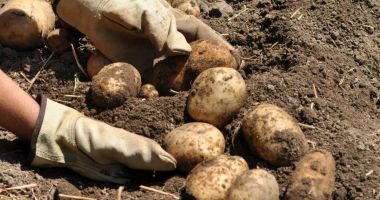 Stire din Economie : Veste bună pentru legumicultori! Câți bani primesc de la Ministerul Agriculturii