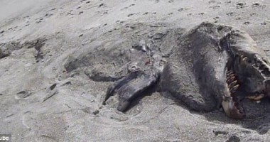 Foto și video. Monstru marin de aproape 10 metri, descoperit pe o plajă din Noua Zeelandă - 3