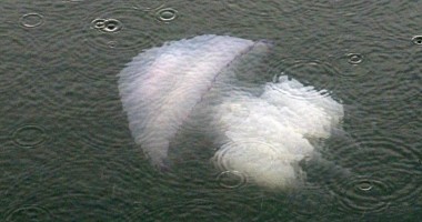 IMAGINE INEDITĂ! Un MONSTRU MARIN, fotografiat la Mangalia! VEZI FOTO AICI - 2