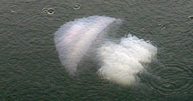 IMAGINE INEDITĂ! Un MONSTRU MARIN, fotografiat la Mangalia! VEZI FOTO AICI - 2