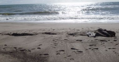 Foto și video. Monstru marin de aproape 10 metri, descoperit pe o plajă din Noua Zeelandă - 2