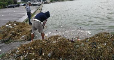 Mormane de gunoaie, adunate de pe malul Lacului Tăbăcărie - 1