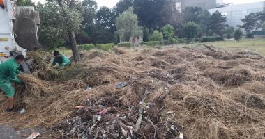 Mormane de gunoaie, adunate de pe malul Lacului Tăbăcărie - 3