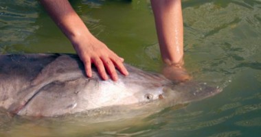 Stire din Eveniment : Poveste pescărească: a fost prins un morun de 93 de kilograme