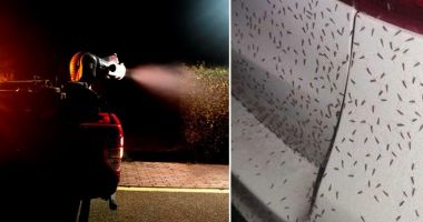 Stire din Actualitate : Un oraş din regiunea Toscana invadat de milioane de musculițe și țânțari