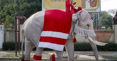Stire din Actualitate : TRADIȚII DE PE MAPAMOND. Țara în care elefanții aduc cadourile de Crăciun