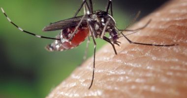 Stire din Social : 42 de cazuri confirmate şi două probabile de infecţie cu virusul West Nile