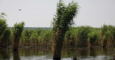 Stire din Actualitate : Ministrul Agriculturii a dispus o ancheta în afacerea cu stuf din Delta Dunării