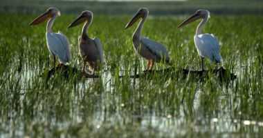 FOTO.Imagini cu Delta Dunării vazută din spaţiu