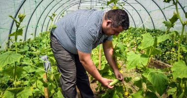 Stire din Social : Muncitorii în sere, la mare căutare