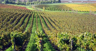 Stire din Diverse : Crama Murfatlar, obiectiv turistic "amețitor" pe litoral