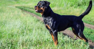 Stire din Eveniment : Pericol public! Patru dosare penale din cauza rottweiler-ului pe care-l creşte