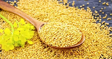 Stire din Sănătate : Muștarul alb ajută la detoxifierea organismului