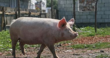 Stire din Eveniment : Un nou caz de pestă porcină africană, confirmat de autoritățile române