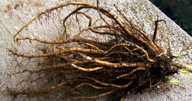 Rădăcina de nalbă poate acţiona ca un fel de pansament natural