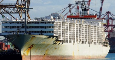 Stire din Economie : Constanța poate să-și tragă partea leului din exportul de animale în China