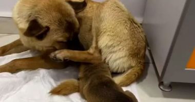 O cățelușă a străzii și-a dus puiul înghețat la o clinică veterinară. Imaginile au făcut înconjurul internetului - 2