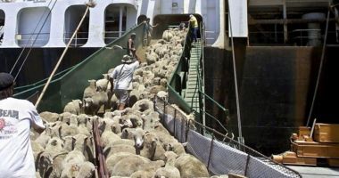 Stire din Economie : Noi măsuri pentru comerţul cu animale vii