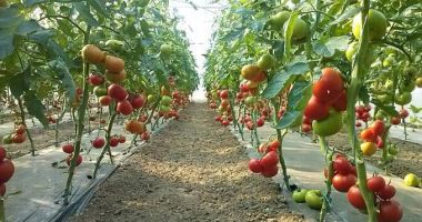Stire din Economie : Noi scheme de finanțare pentru fermieri, în dezbatere publică