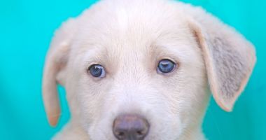 Stire din Social : Abandonat într-un parc, Norișor a fost adoptat de o femeie cu suflet bun