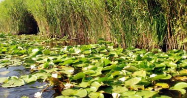 Jurnal de călătorie în Delta Dunării - 1