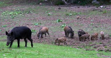 Stire din Economie : Număr crescut de focare de pestă porcină în toată ţara
