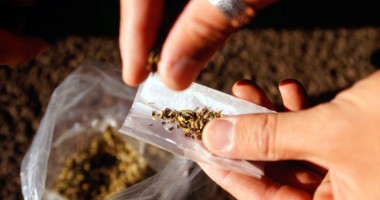 Stire din Eveniment : Numărul 13 i-a purtat ghinion unui consumator de etnobotanice