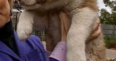 Stire din Social : Cum merge campania "Adoptă un cățel!"