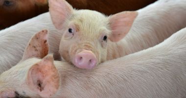 Stire din Social : Nu scăpăm de pesta porcină. Peste 40 de cazuri, în județul Constanța