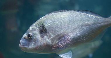 Stire din Social : Biologii din Constanța vor să aclimatizeze dorada la Marea Neagră