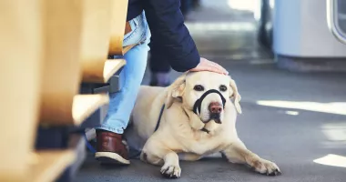 Stire din Social : Reguli stricte pentru transportul animalelor de companie în mijloacele CT BUS