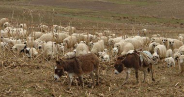 Stire din Eveniment : Turmă cu peste 80 de oi, furată de pe pășunea din Seimenii Mari
