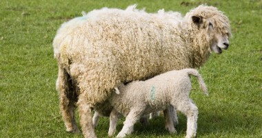 Stire din Economie : Iată care este perioada în care se depun cereri de sprijin pentru ovinele și caprinele din zonele defavorizate