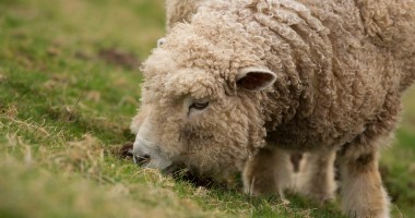 Stire din Economie : O nouă perioadă de depunere a cererilor de sprijin pentru crescătorii de ovine și caprine