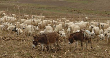 Stire din Eveniment : Turmă cu peste 80 de oi, furată de pe pășunea din Seimenii Mari