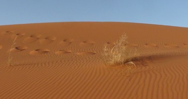 Biologii constănțeni s-au întors din expediția în Africa - 3